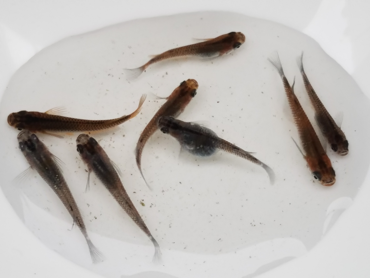 f:id:e-medaka-3846:20201126090639j:plain