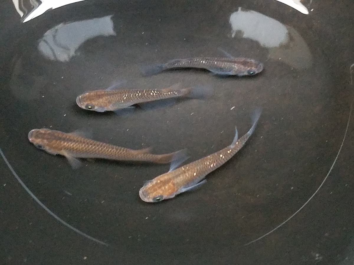 f:id:e-medaka-3846:20201126090722j:plain