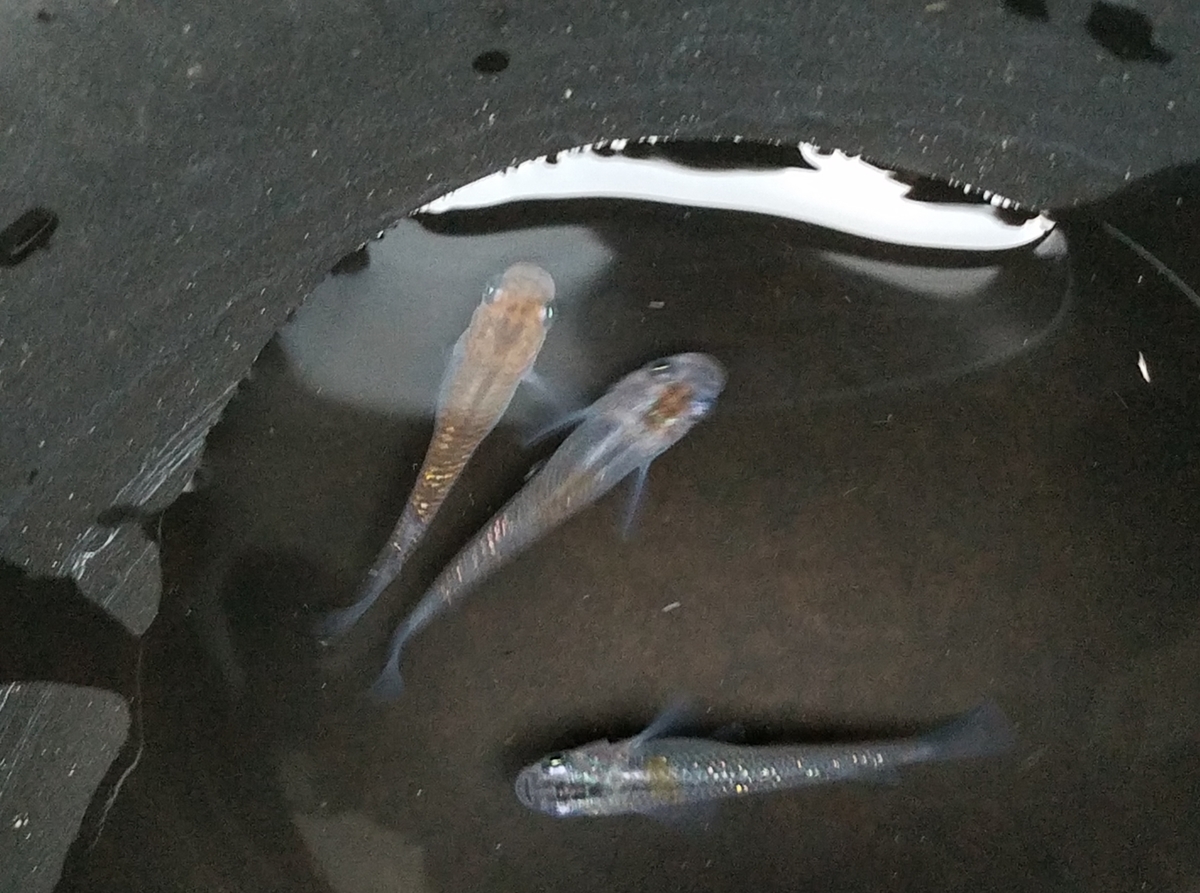 f:id:e-medaka-3846:20201126090747j:plain