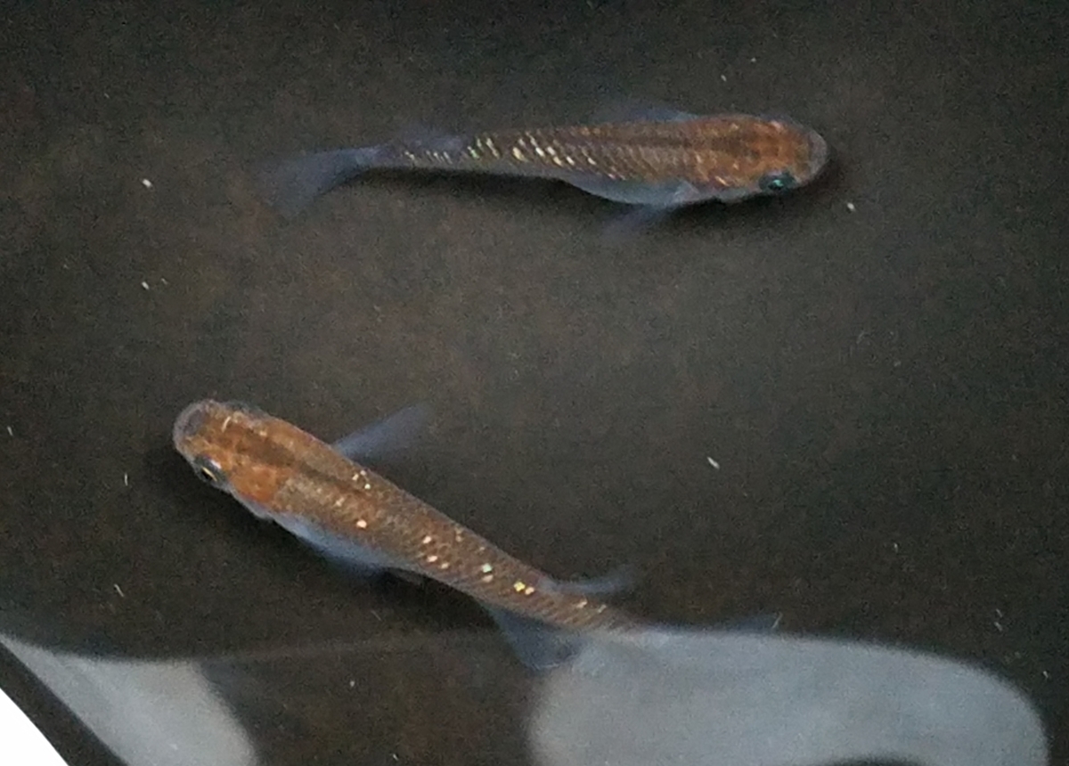 f:id:e-medaka-3846:20201126090824j:plain