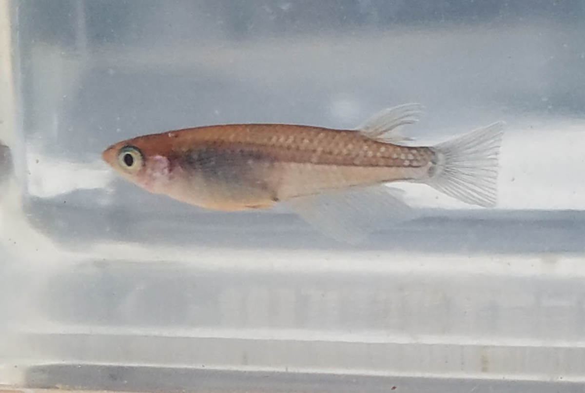 f:id:e-medaka-3846:20201126090847j:plain