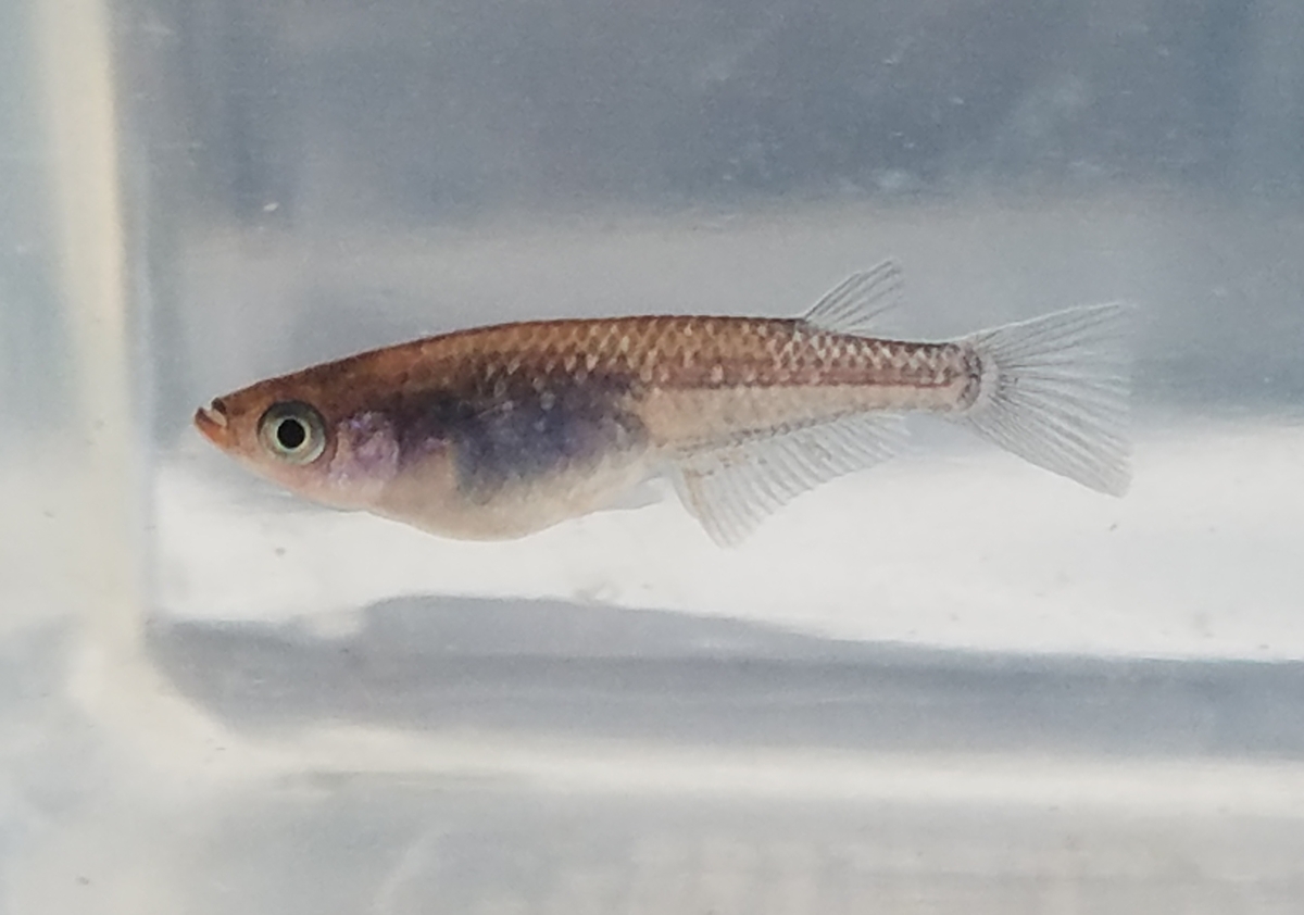 f:id:e-medaka-3846:20201126090903j:plain