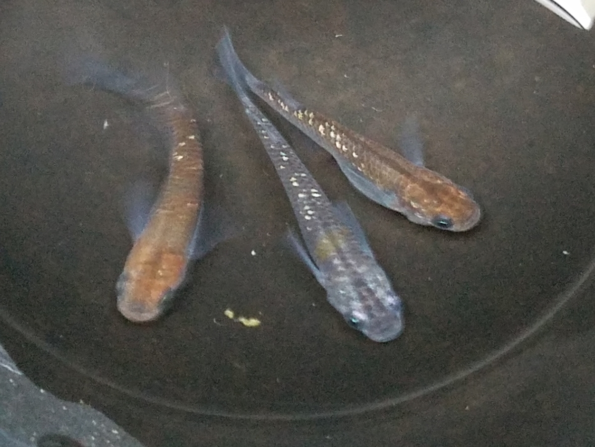 f:id:e-medaka-3846:20201126091009j:plain