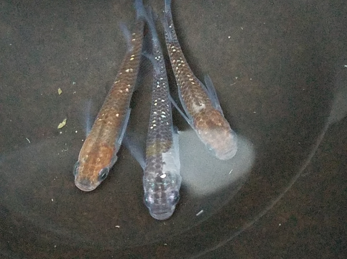 f:id:e-medaka-3846:20201126091030j:plain