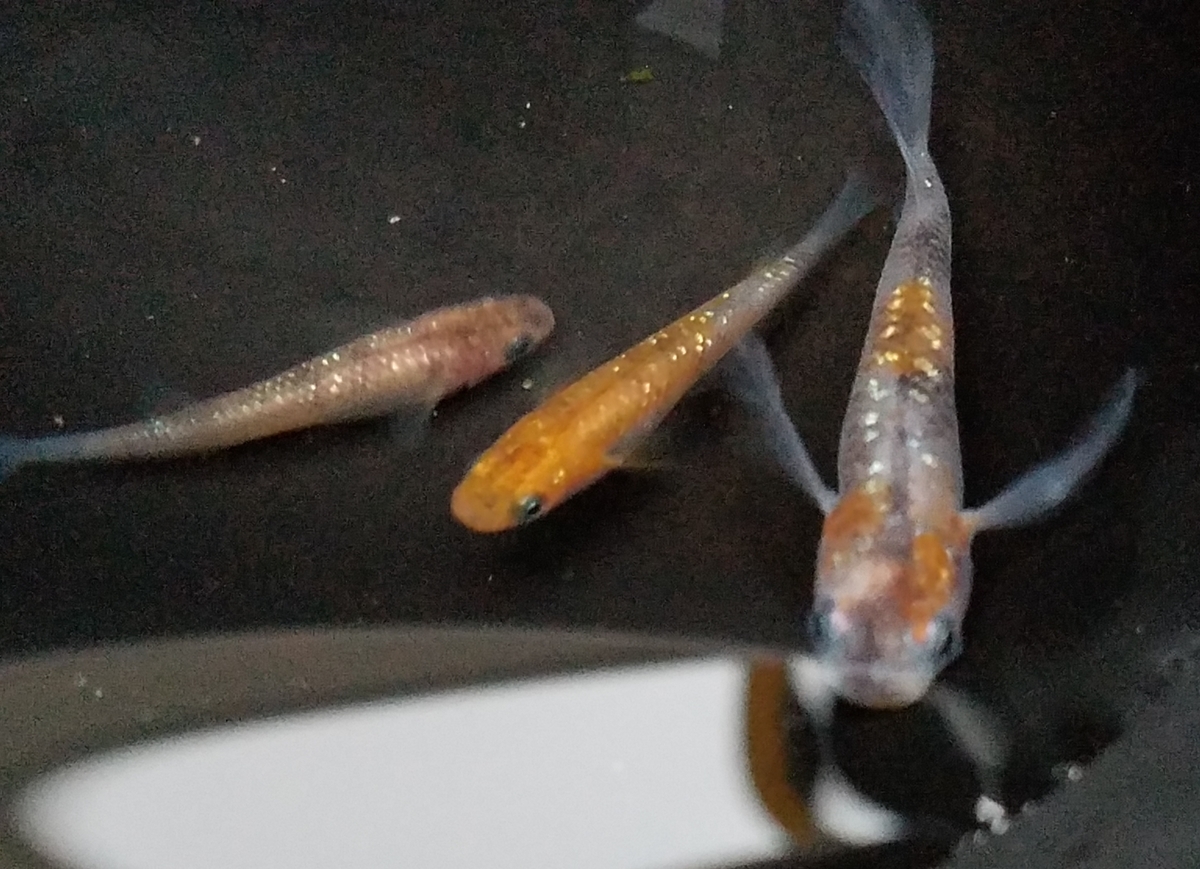 f:id:e-medaka-3846:20201204085428j:plain