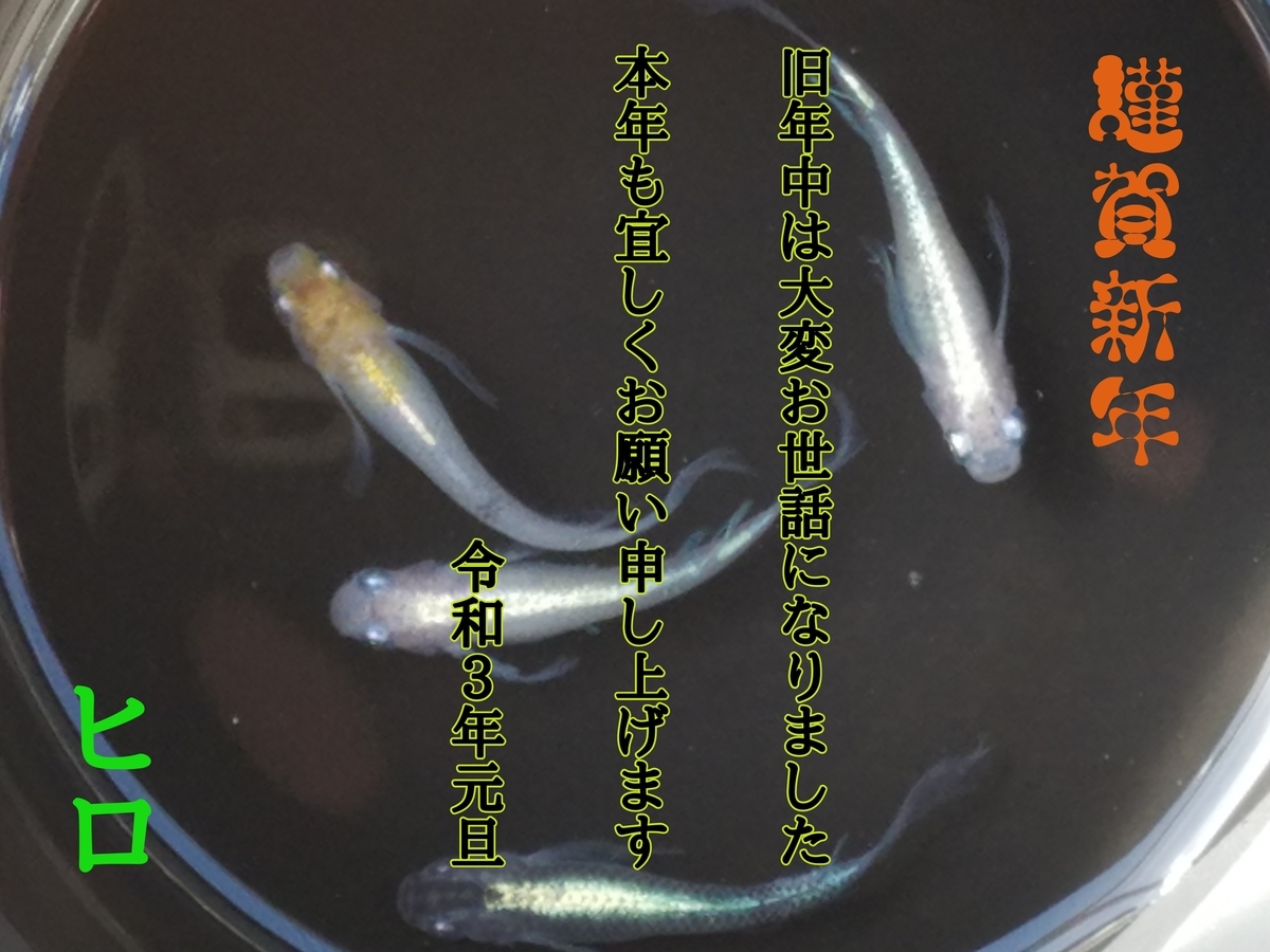 f:id:e-medaka-3846:20210101104038j:plain