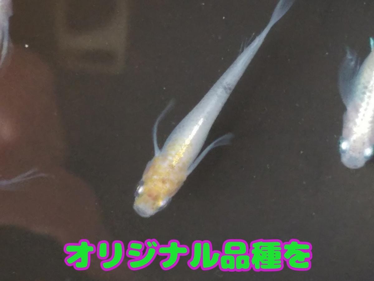f:id:e-medaka-3846:20210101105006j:plain