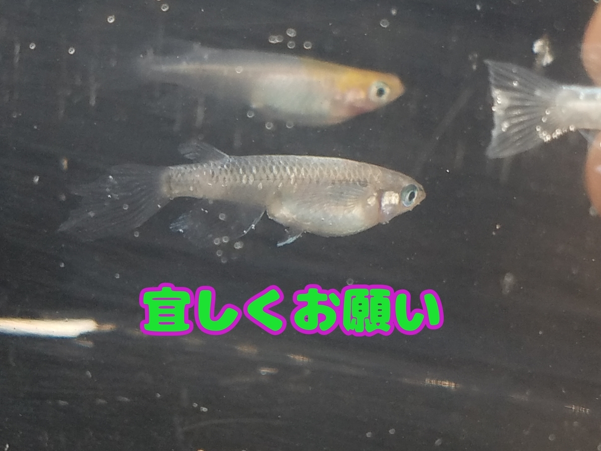 f:id:e-medaka-3846:20210101105128j:plain