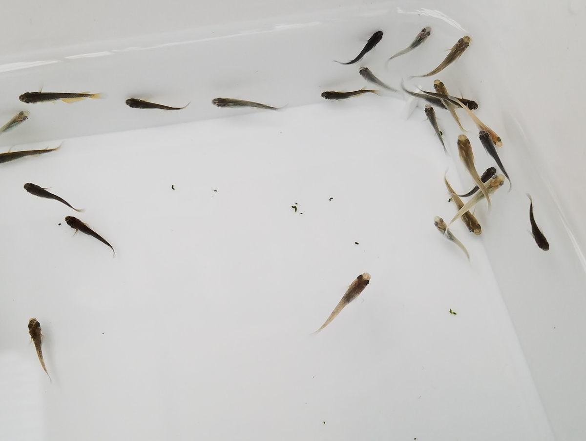 f:id:e-medaka-3846:20210104103558p:plain