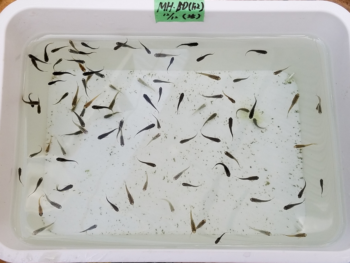 f:id:e-medaka-3846:20210104103724j:plain