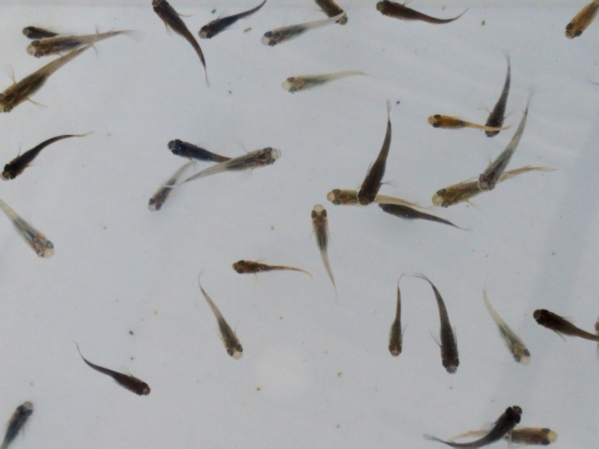 f:id:e-medaka-3846:20210104103830j:plain