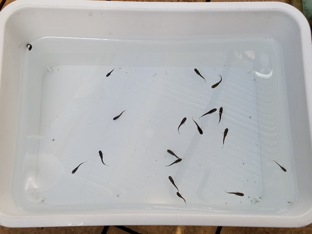 f:id:e-medaka-3846:20210104103852j:plain