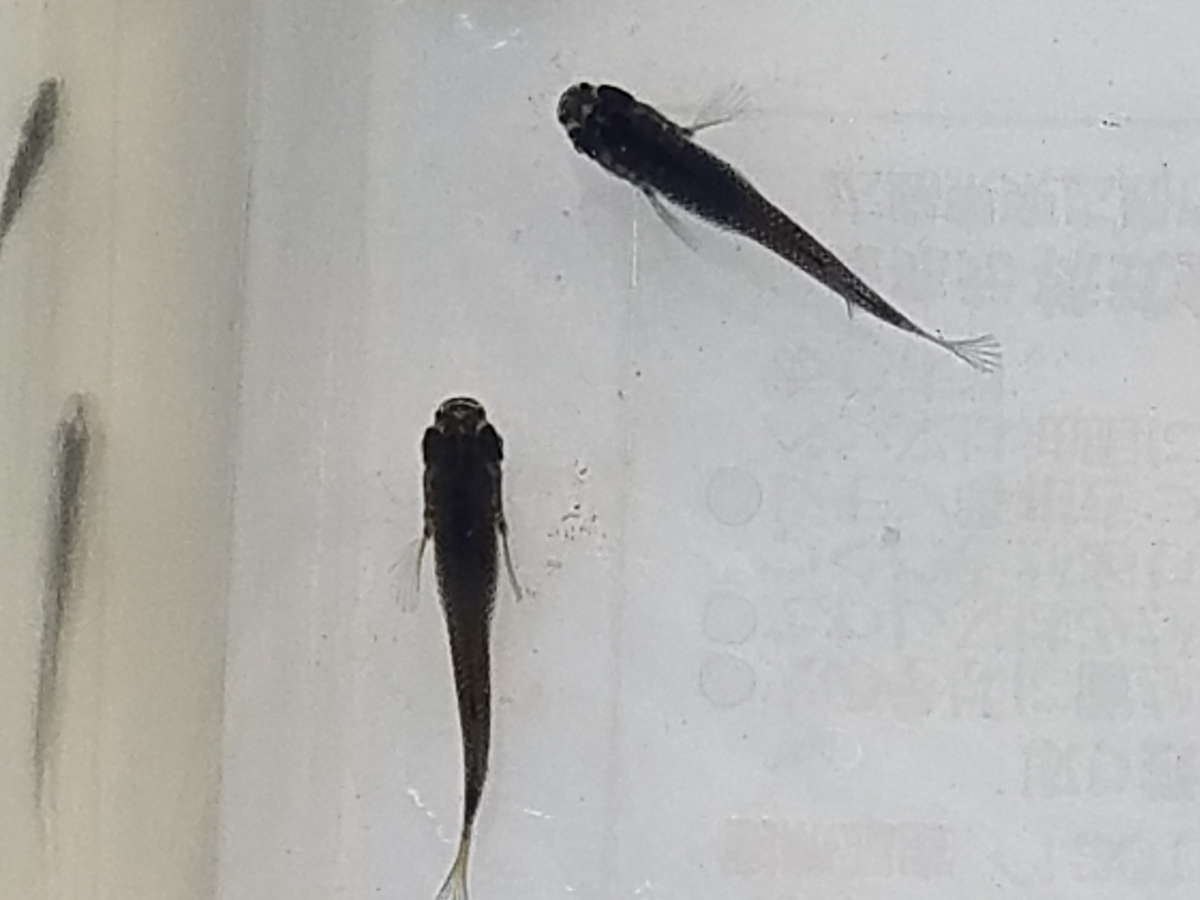 f:id:e-medaka-3846:20210104103936j:plain