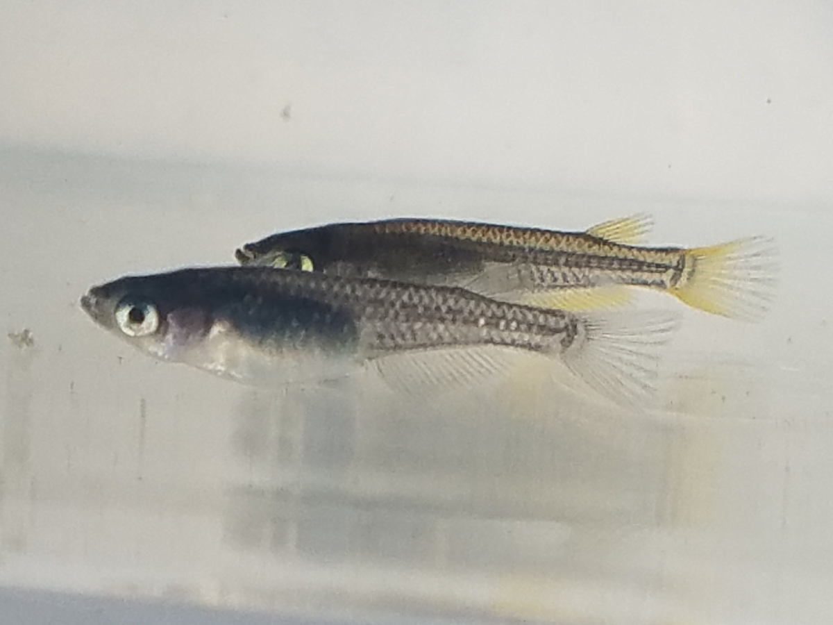 f:id:e-medaka-3846:20210104103953j:plain