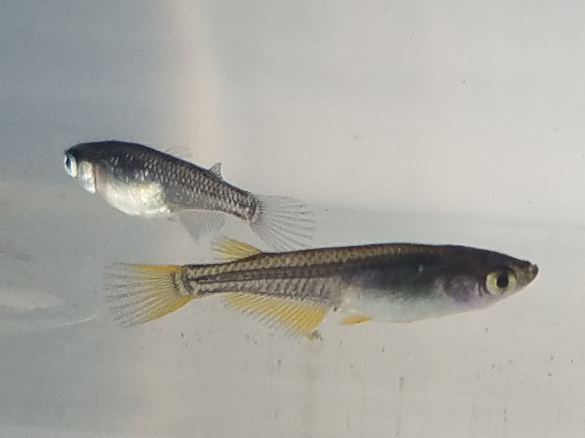 f:id:e-medaka-3846:20210104104011j:plain