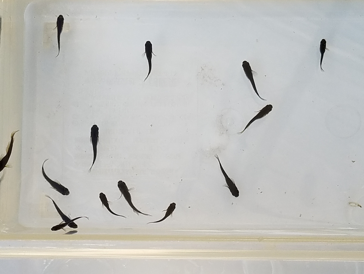 f:id:e-medaka-3846:20210104104030j:plain