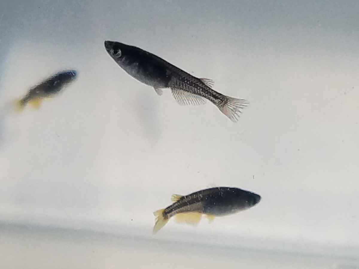 f:id:e-medaka-3846:20210104104050j:plain