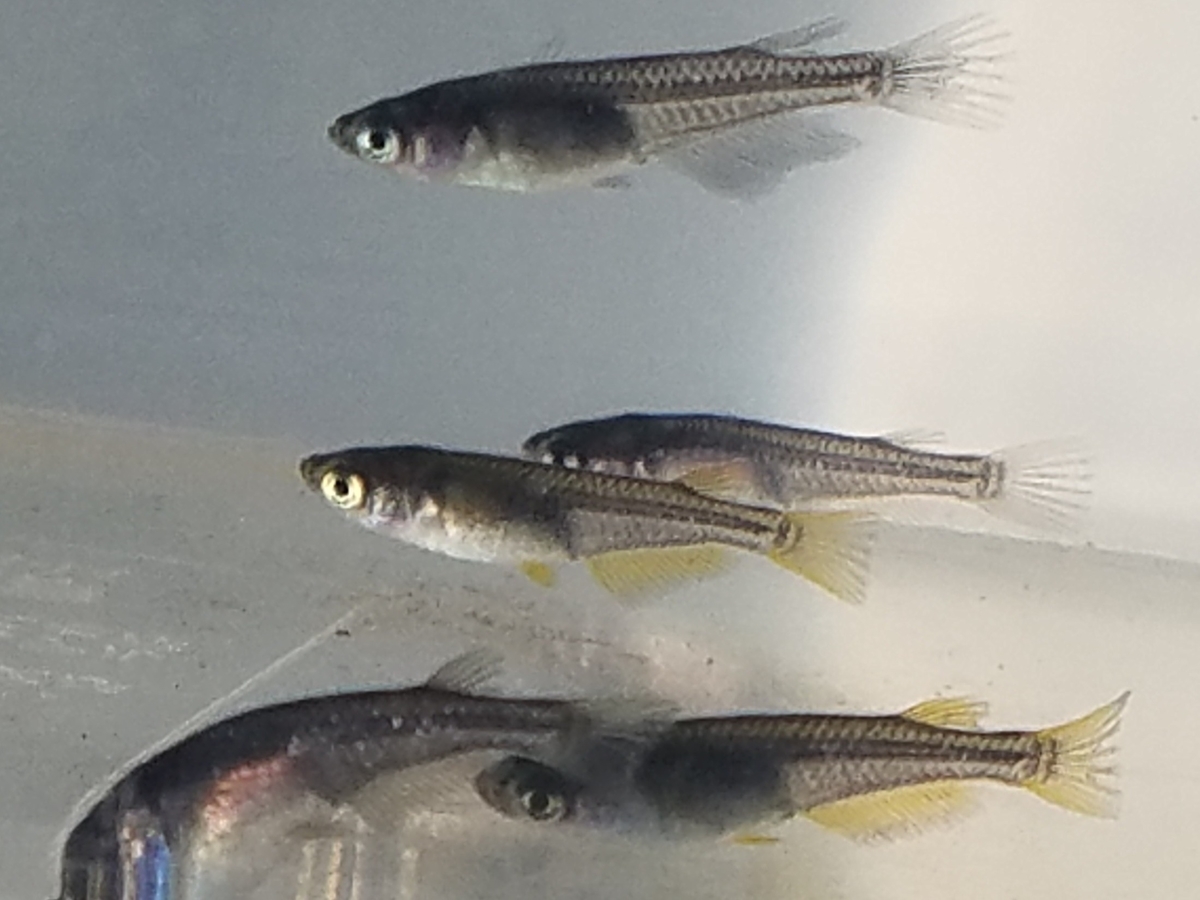 f:id:e-medaka-3846:20210104104130j:plain