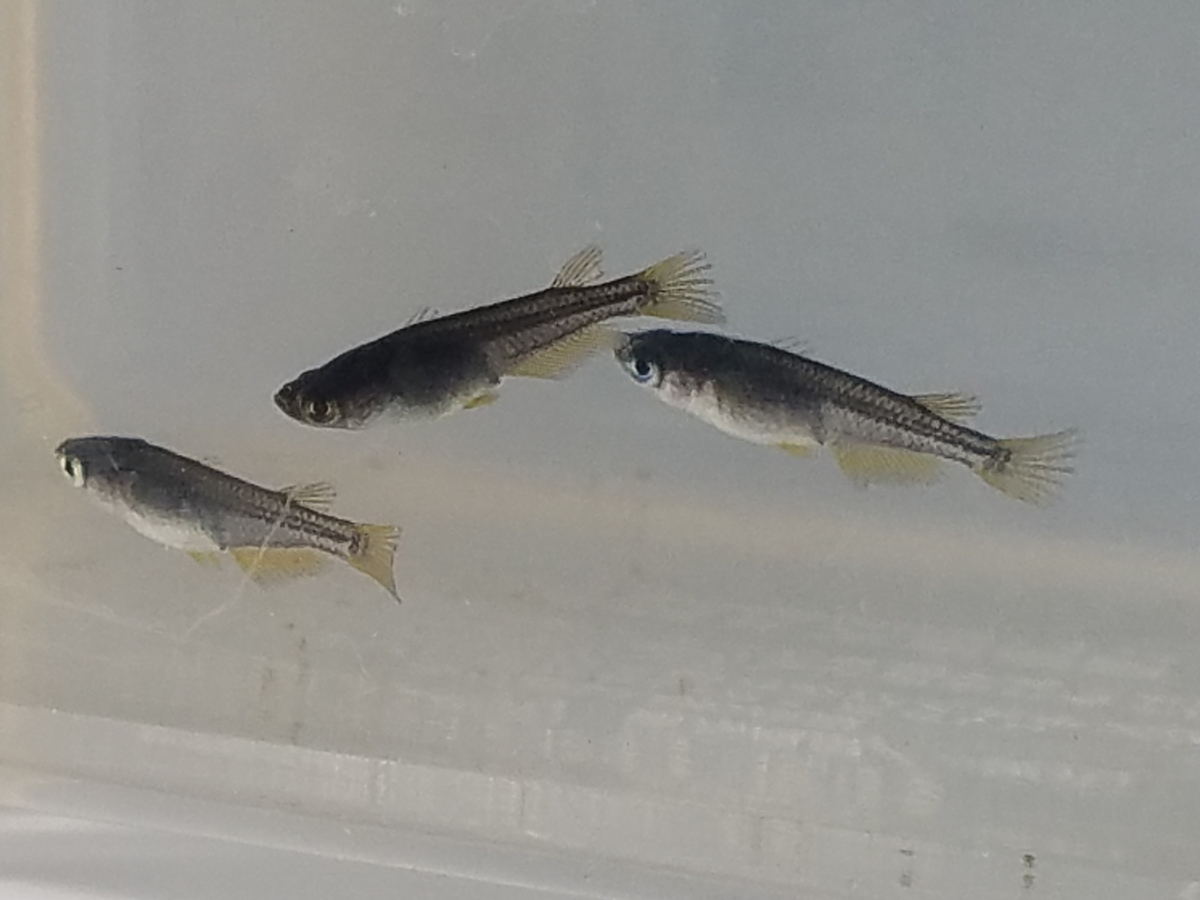 f:id:e-medaka-3846:20210104104148j:plain