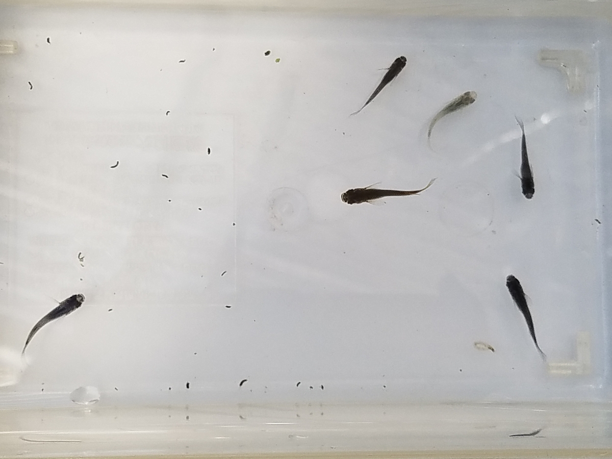 f:id:e-medaka-3846:20210104104325j:plain