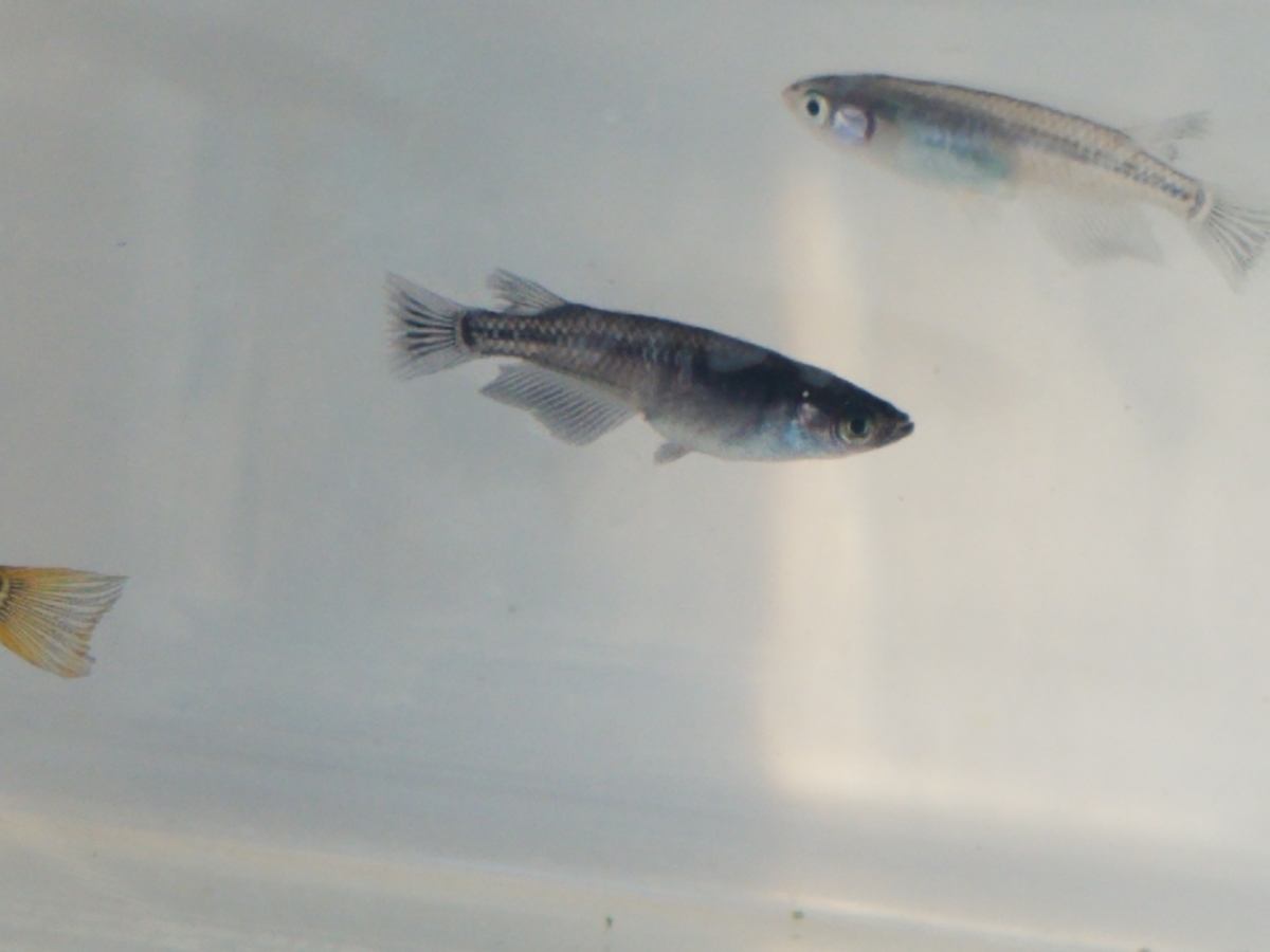 f:id:e-medaka-3846:20210104104439j:plain