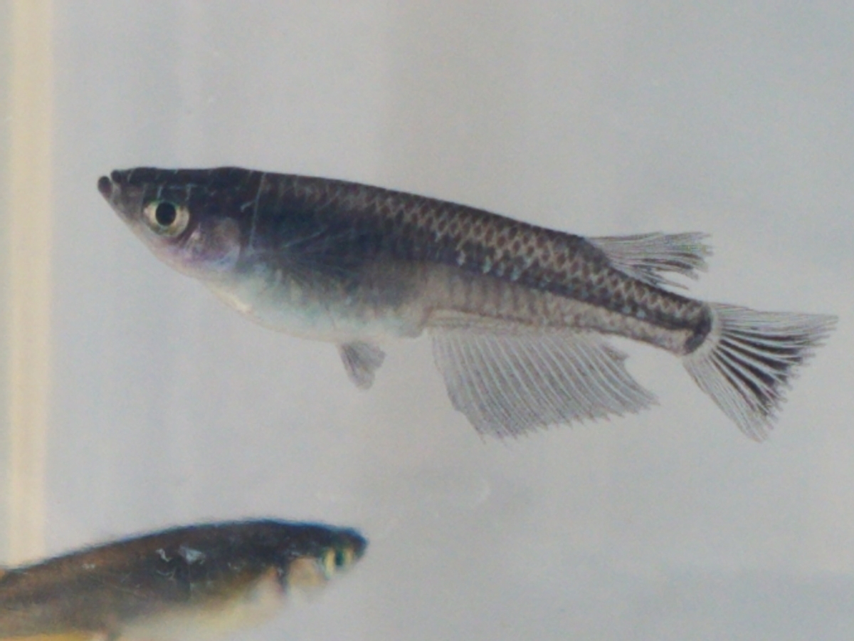 f:id:e-medaka-3846:20210104104504j:plain