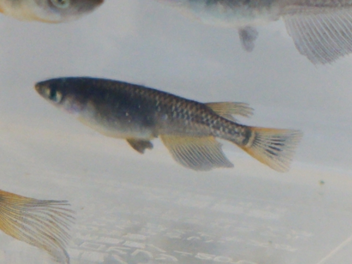 f:id:e-medaka-3846:20210104104526j:plain