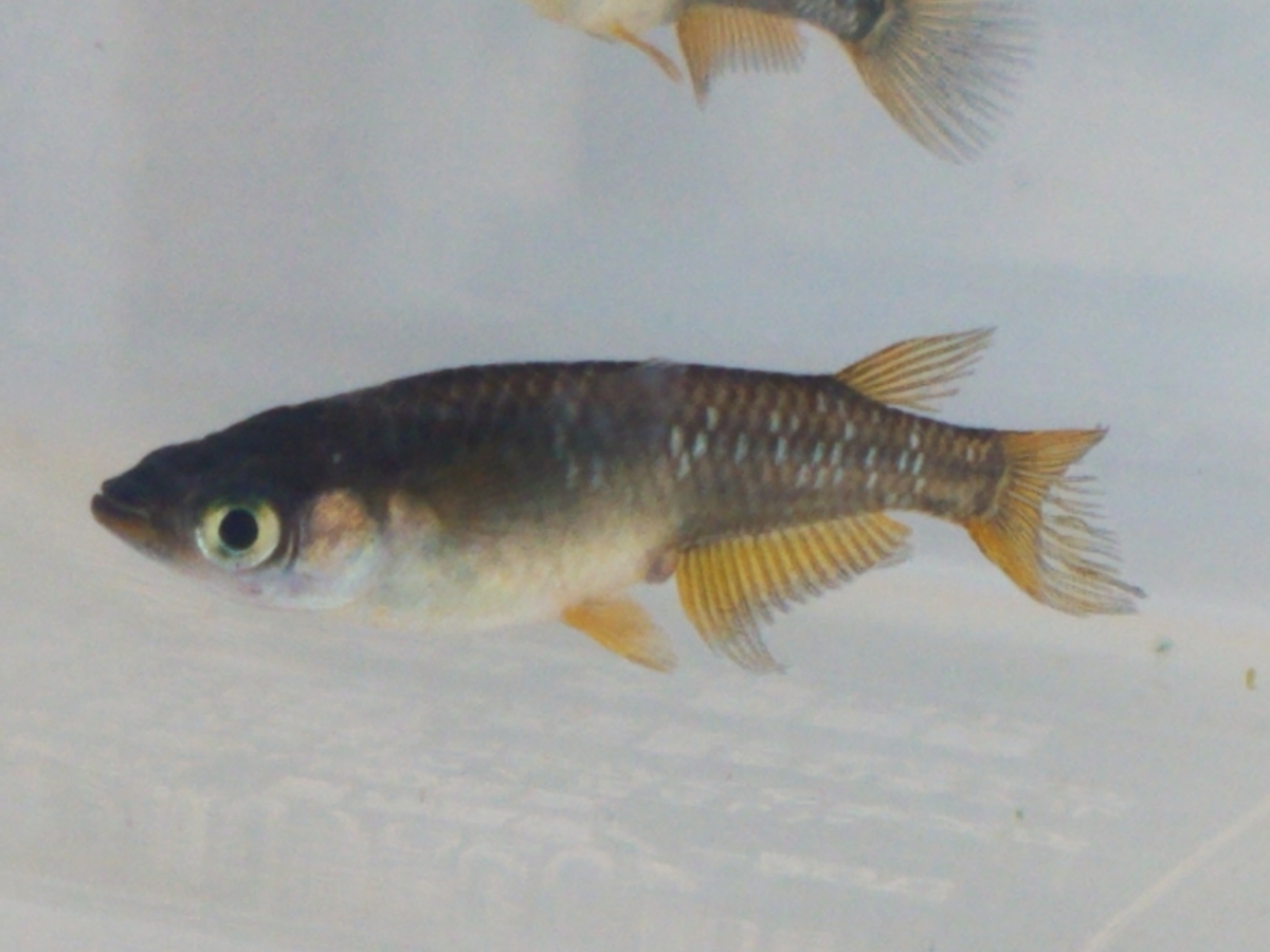 f:id:e-medaka-3846:20210104104547j:plain