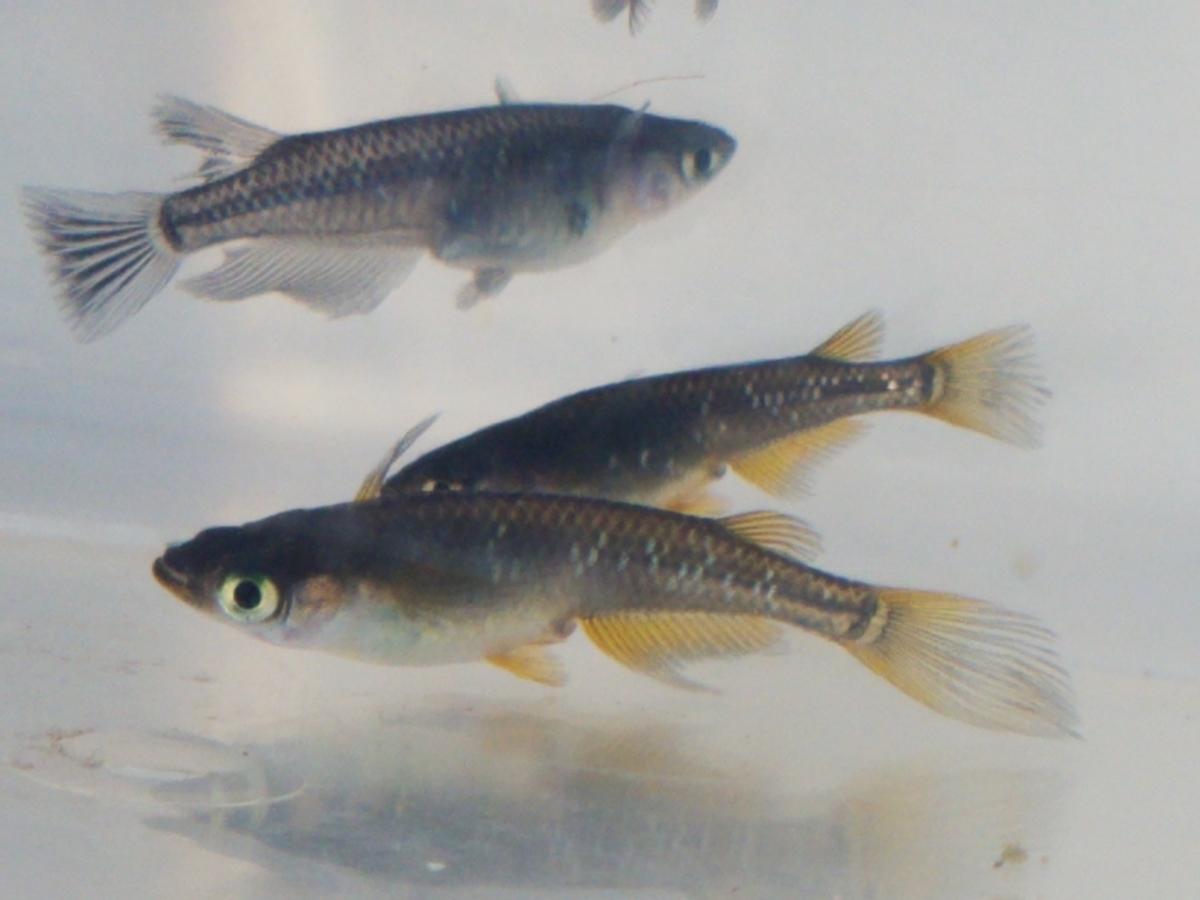 f:id:e-medaka-3846:20210104104633j:plain