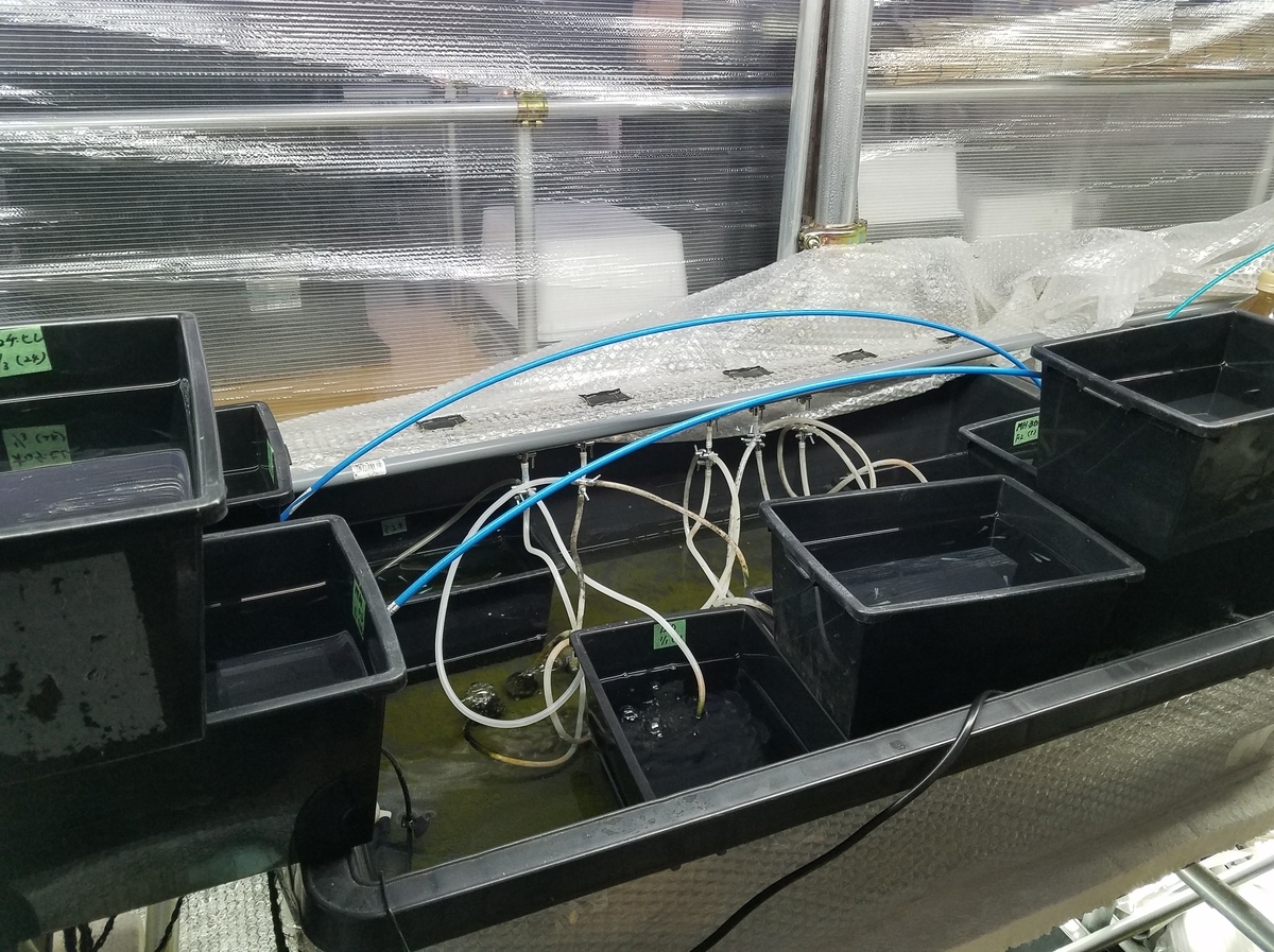 f:id:e-medaka-3846:20210104104719j:plain