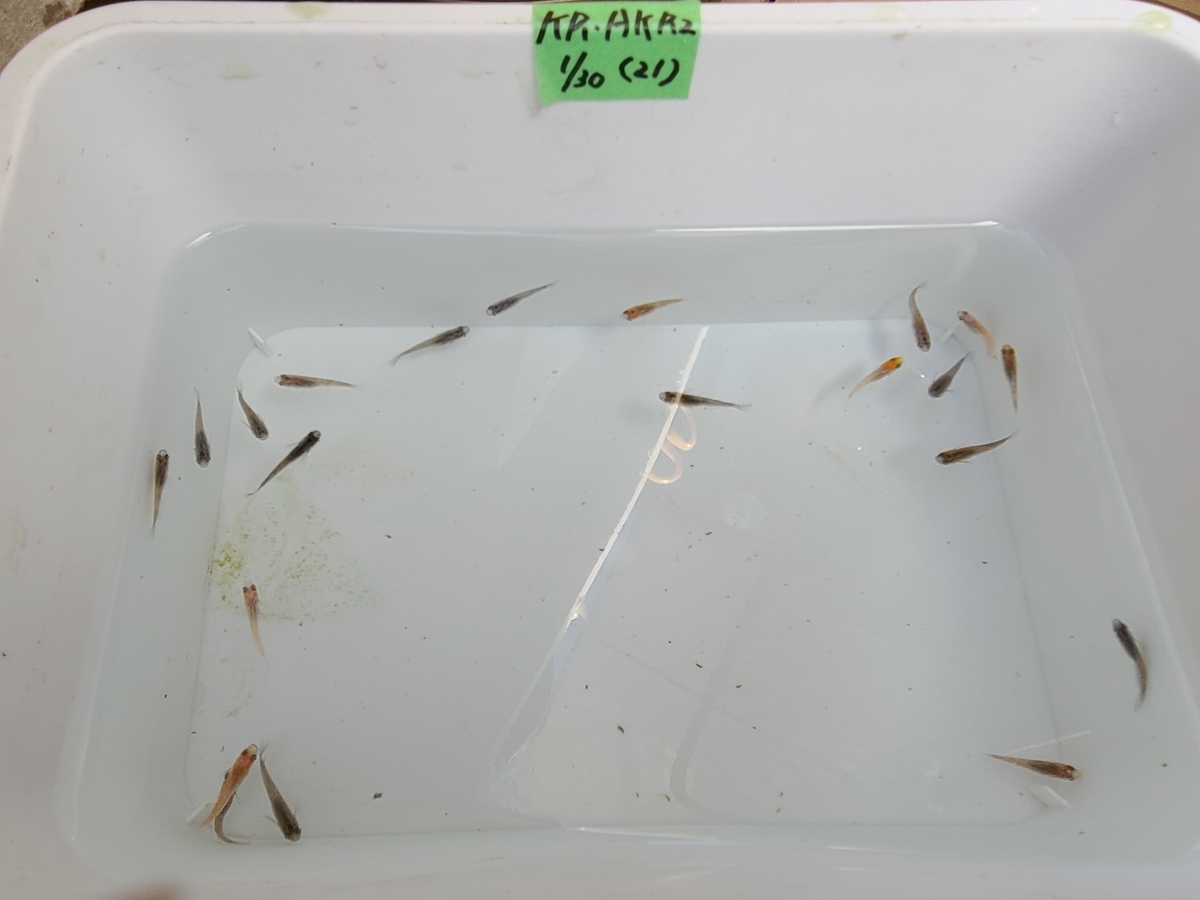 f:id:e-medaka-3846:20210203094456j:plain