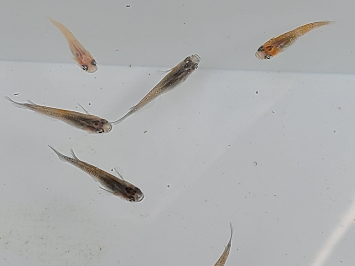 f:id:e-medaka-3846:20210203094528j:plain