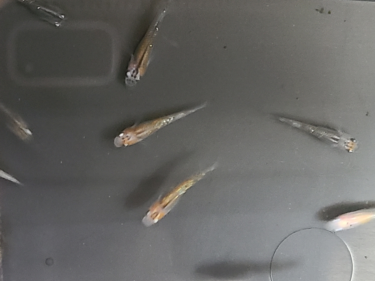 f:id:e-medaka-3846:20210203094607j:plain