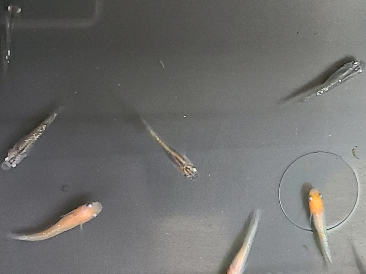 f:id:e-medaka-3846:20210203094630j:plain