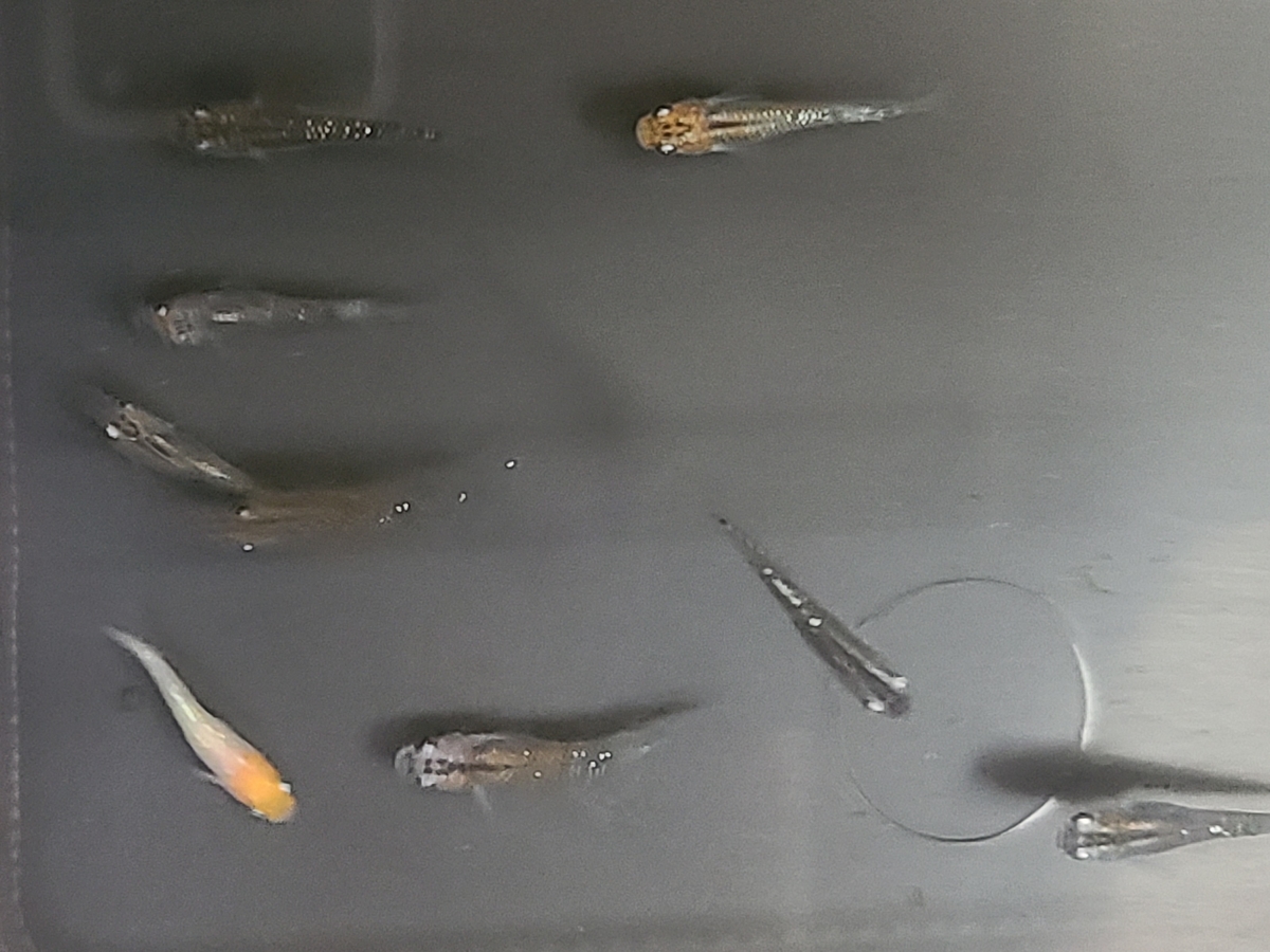 f:id:e-medaka-3846:20210204083725j:plain