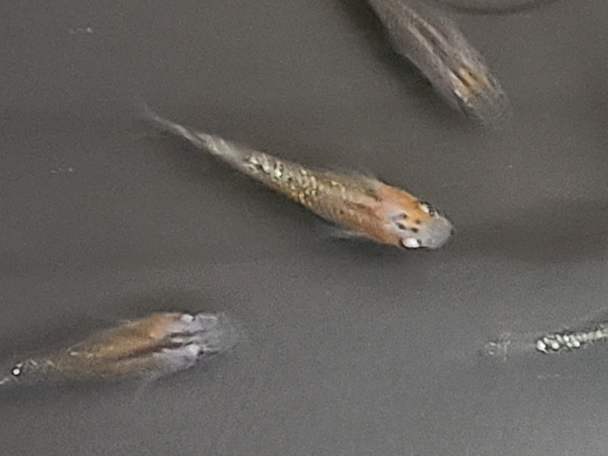 f:id:e-medaka-3846:20210204083743j:plain