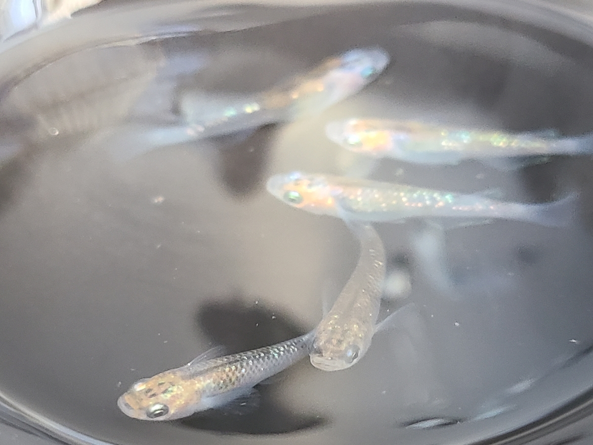 f:id:e-medaka-3846:20210204083900j:plain