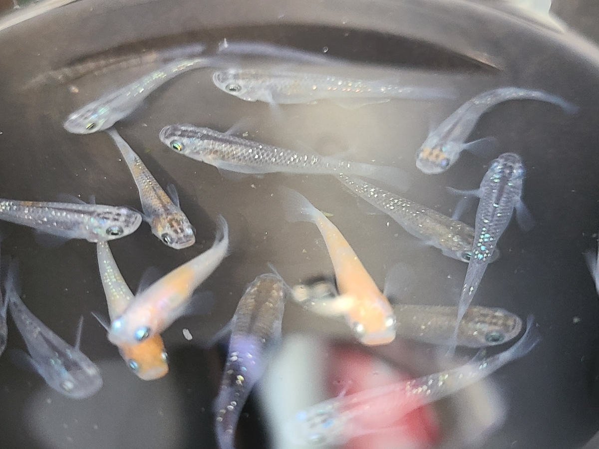 f:id:e-medaka-3846:20210204083929j:plain