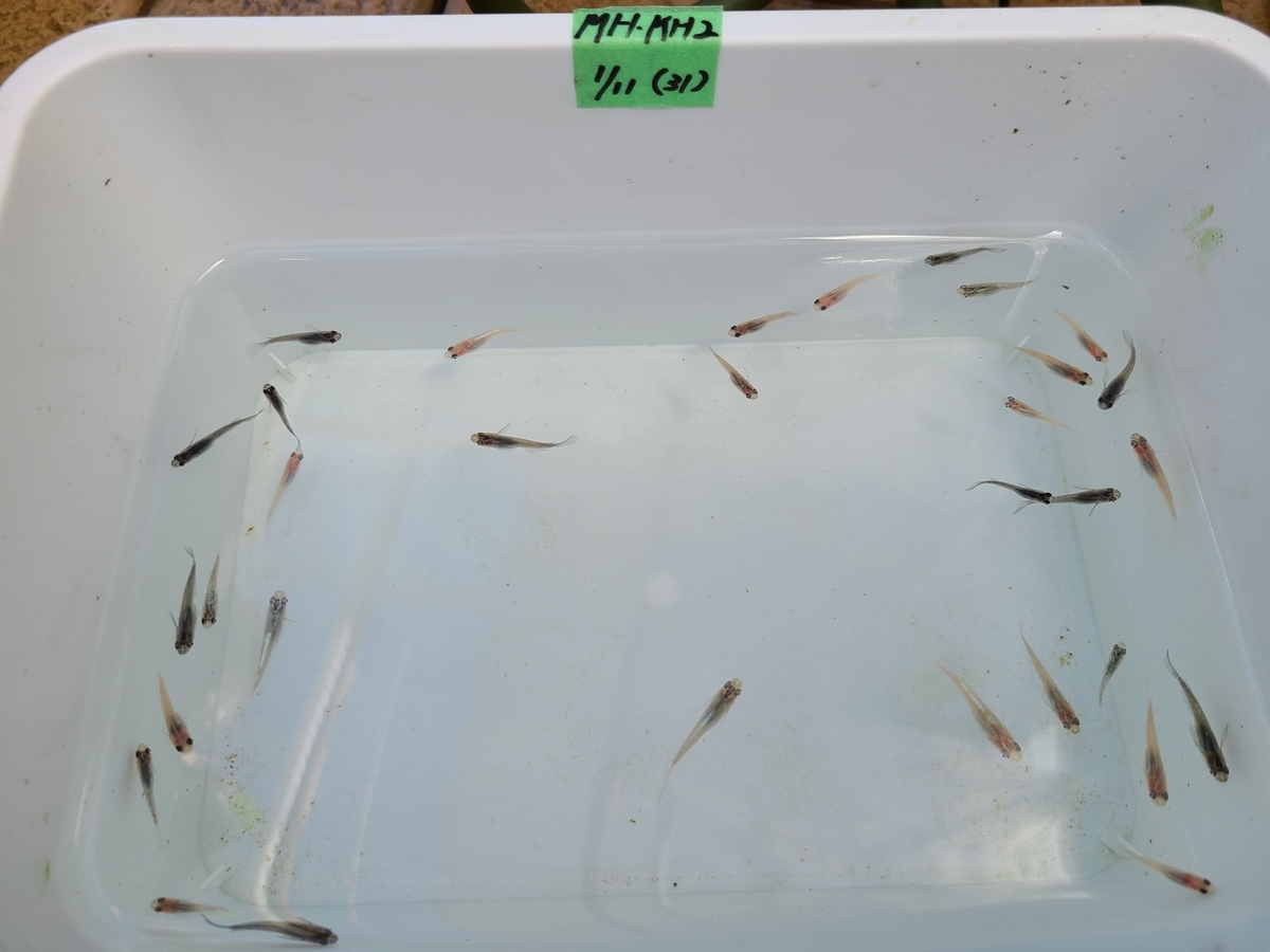 f:id:e-medaka-3846:20210212093852j:plain