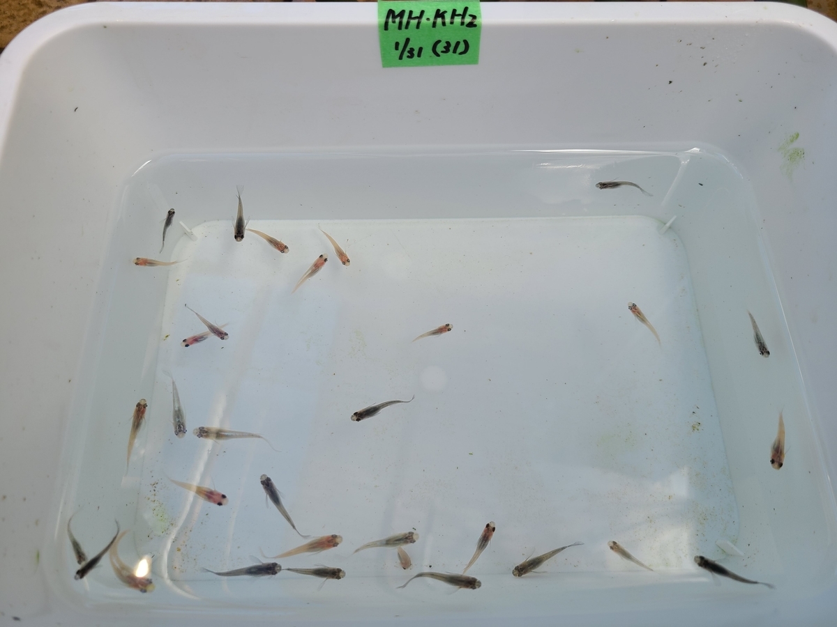 f:id:e-medaka-3846:20210212093918j:plain