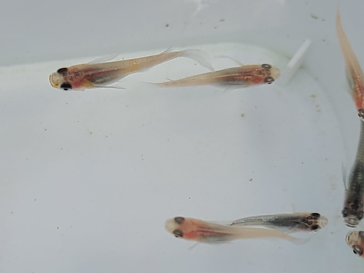 f:id:e-medaka-3846:20210212094000j:plain