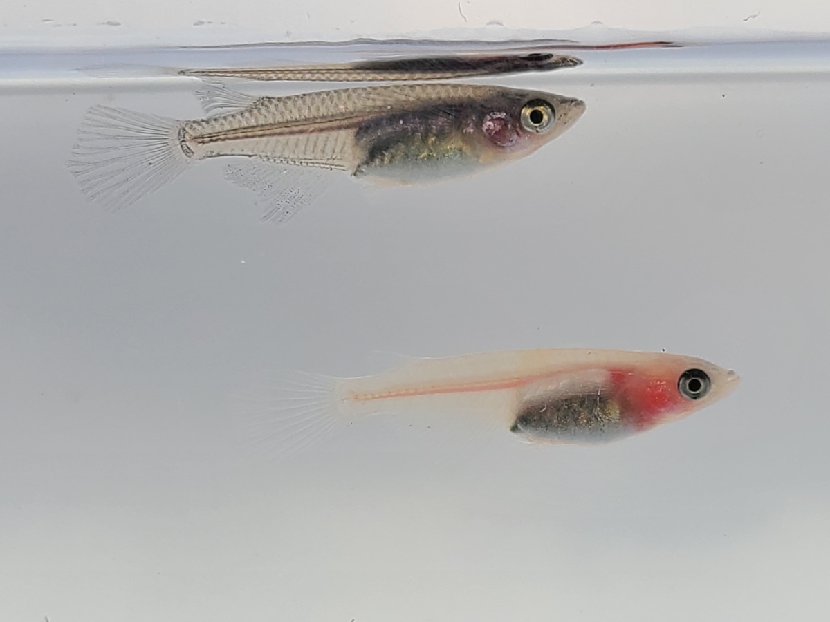 f:id:e-medaka-3846:20210212094016j:plain