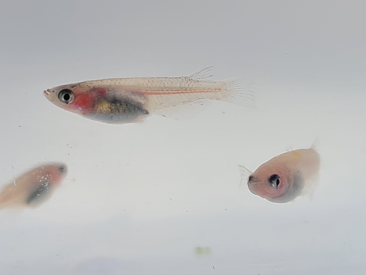 f:id:e-medaka-3846:20210212094037j:plain