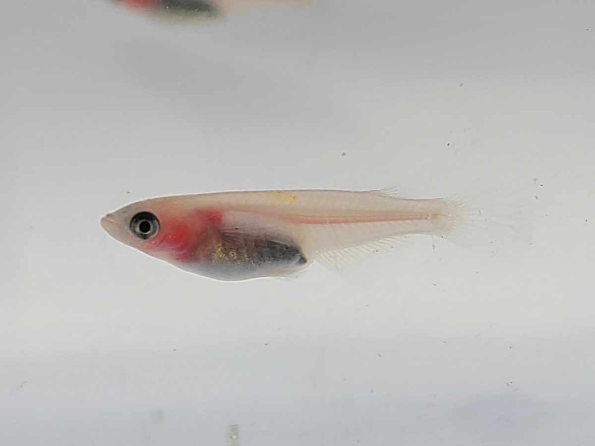 f:id:e-medaka-3846:20210212094059j:plain