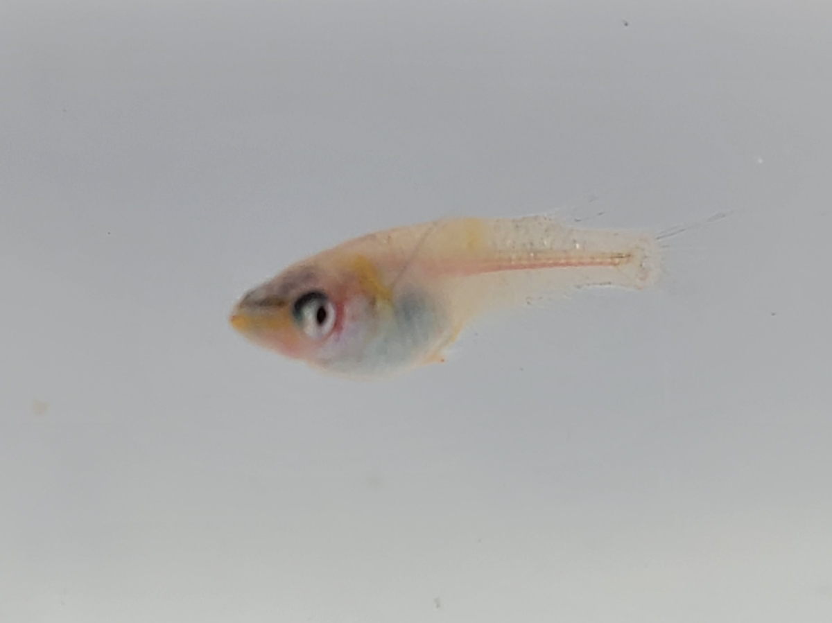 f:id:e-medaka-3846:20210212094120j:plain