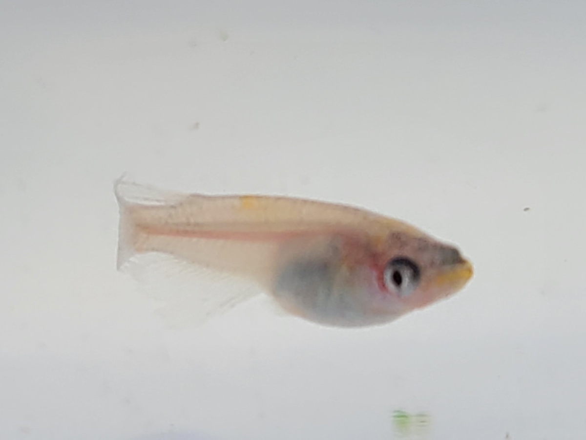 f:id:e-medaka-3846:20210212094133j:plain