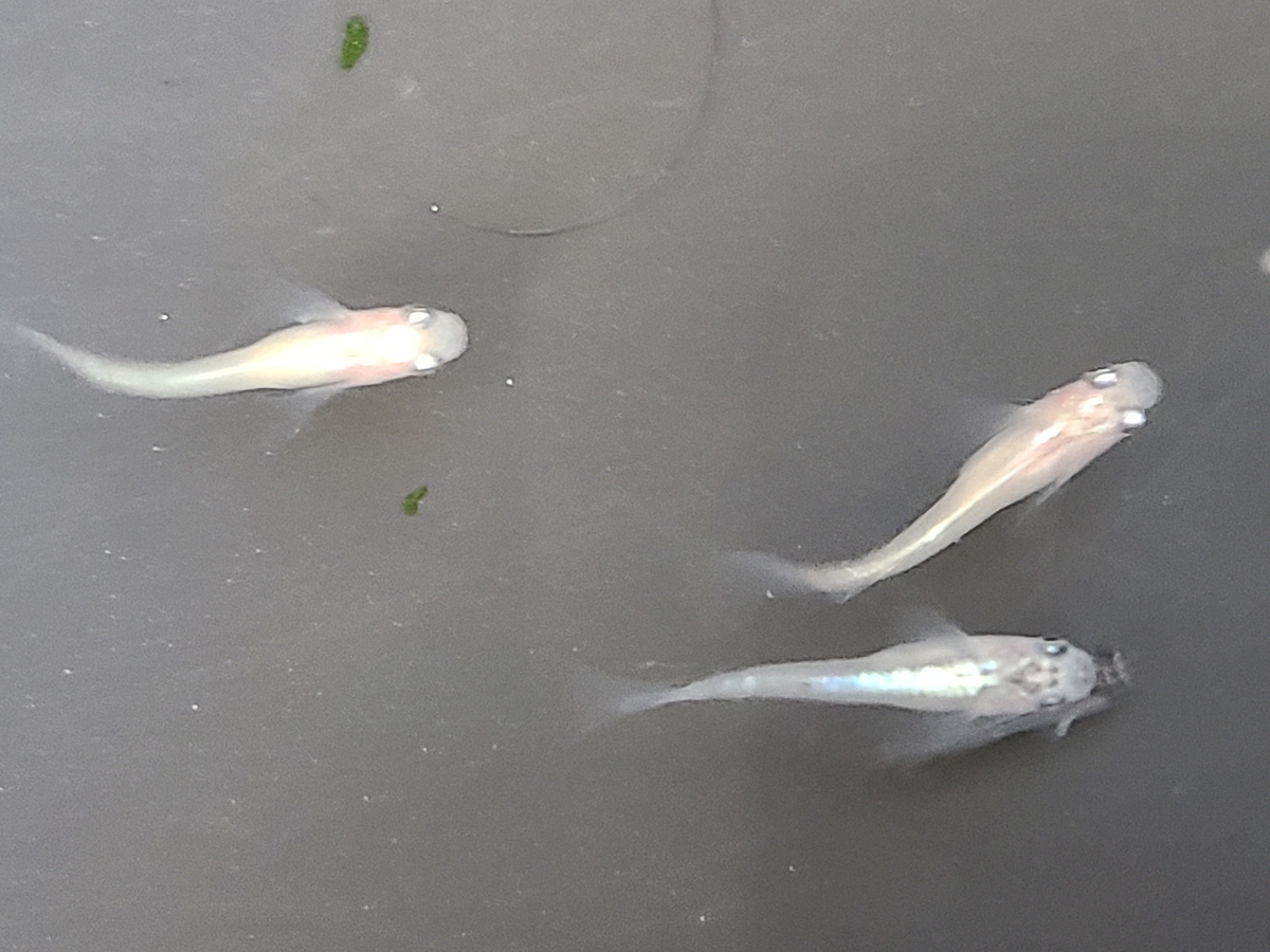 f:id:e-medaka-3846:20210212094221j:plain