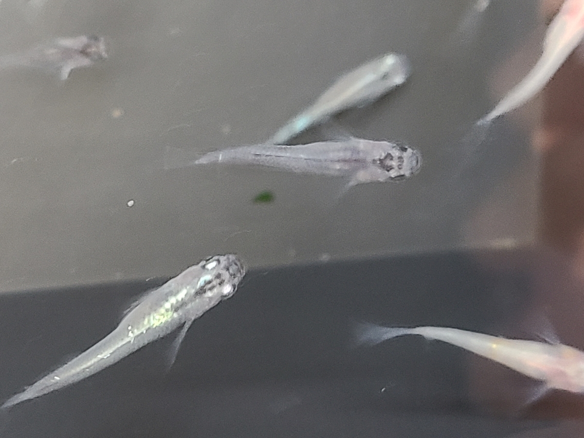 f:id:e-medaka-3846:20210212094236j:plain