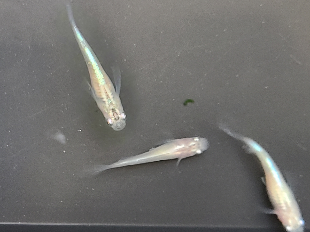 f:id:e-medaka-3846:20210212094253j:plain