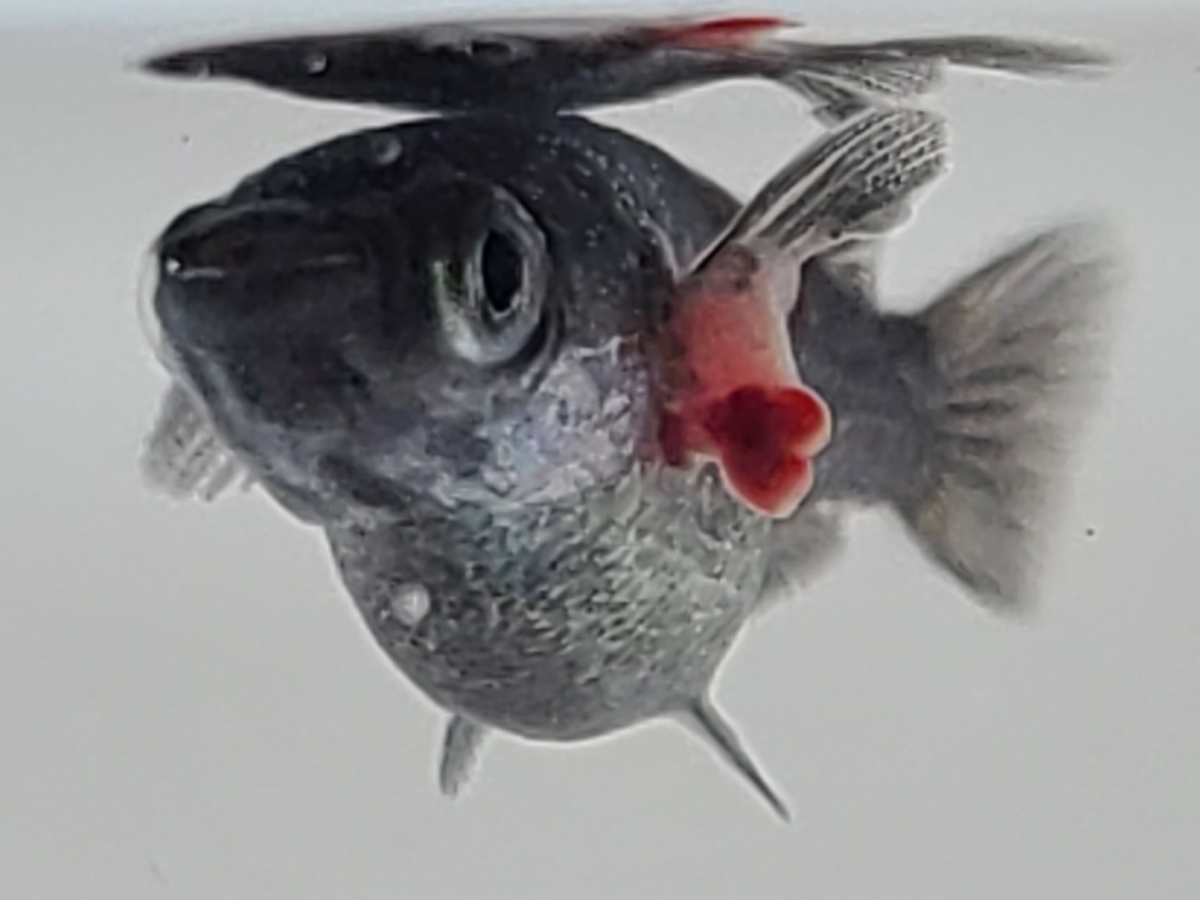 f:id:e-medaka-3846:20210222200208j:plain